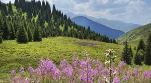 Voli Low Cost Shimkent Shimkent