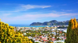 Voli Low Cost Wellington Wellington